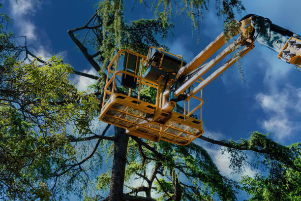 Reliable Princeton Meadows, NJ Tree Removal and Landscaping Services Solutions